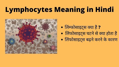 lymphocytes meaning in hindi
