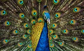 About Peacock in Hindi & English