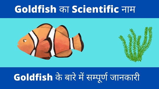 Goldfish Ka Scientific Naam Kya Hai  