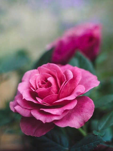 गुलाब दिल फोटो डाउनलोड