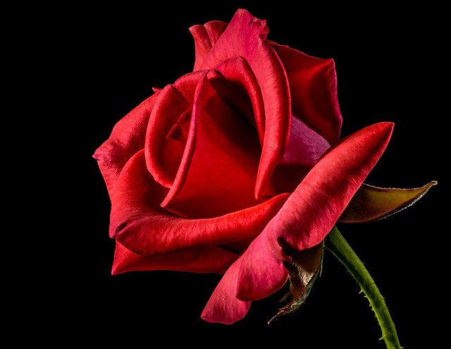 rose photo download love