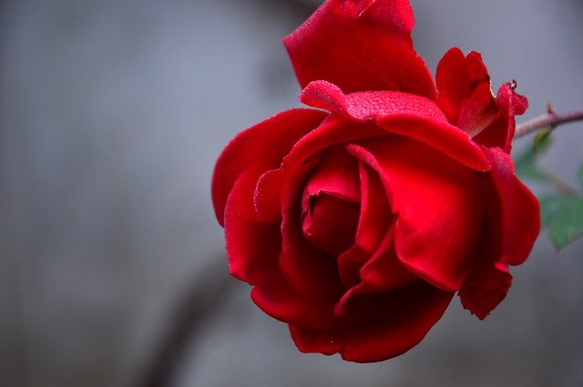 गुलाब के फूल की फोटो वॉलपेपर डाउनलोड करे