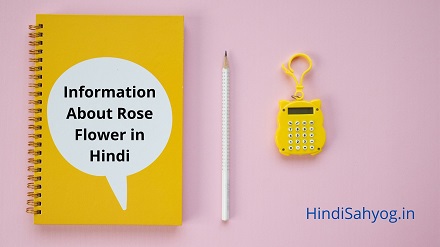 Information About Rose Flower in Hindi