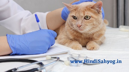 Veterinary Doctor Course in Hindi