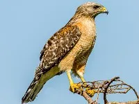 Hawk Bird