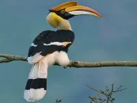 Hornbill Bird
