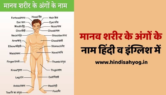 Name of The Body Parts in Hindi And English
